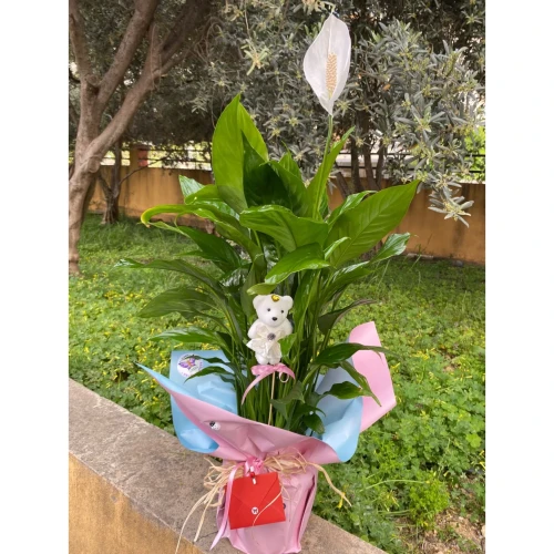 Barış Çiçeği (Spathiphyllum)
